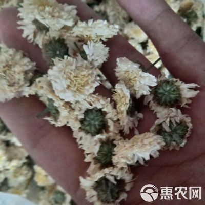 菊花茶 黃山貢菊,貢菊