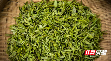 花垣縣:不負(fù)春光采春茶